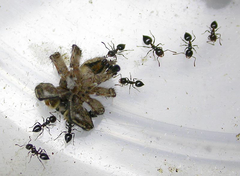 Colonia Crematogaster sp.