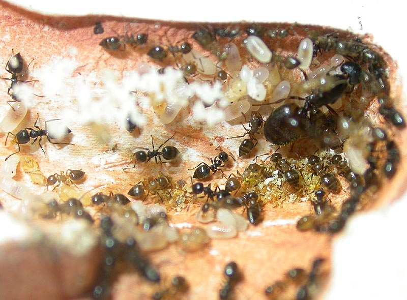 Colonia Crematogaster sp.