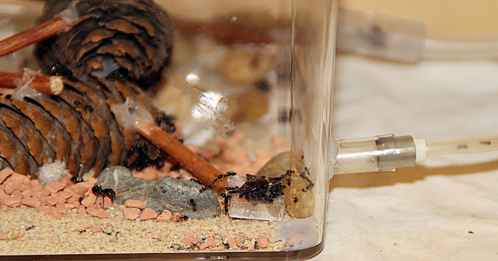 Messor & Crematogaster