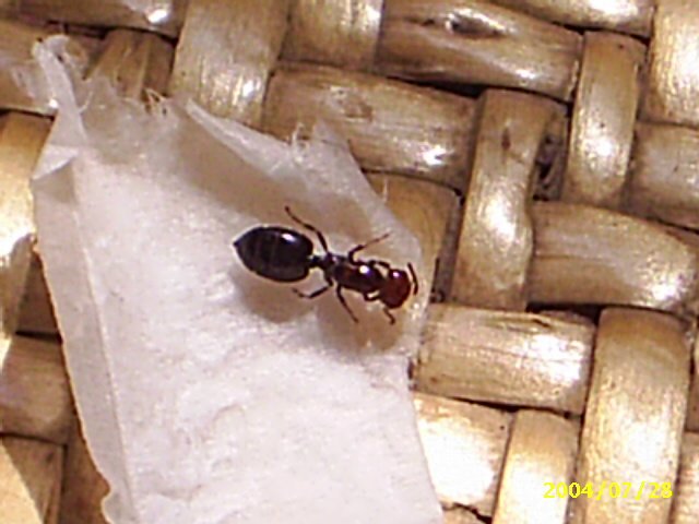Crematogaster 1