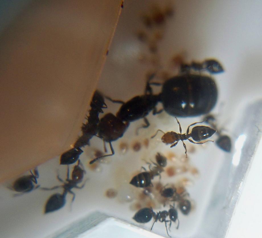 Crematogaster