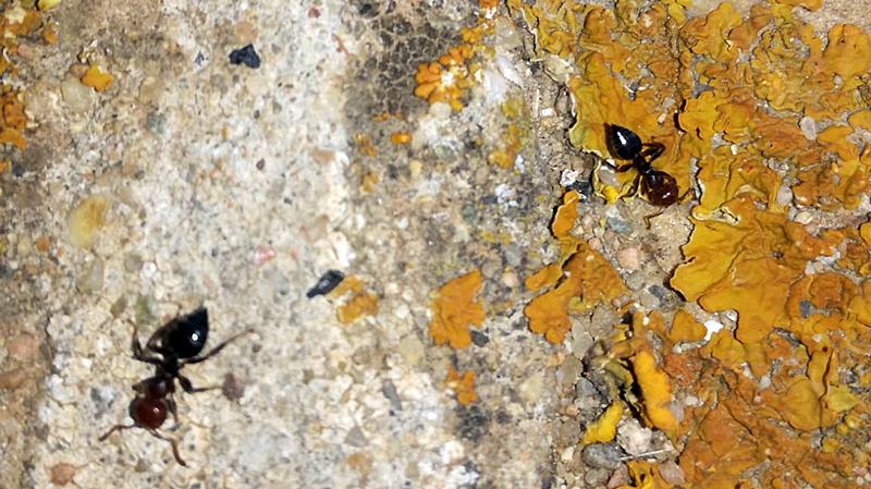 Obreras de Crematogaster scutellaris