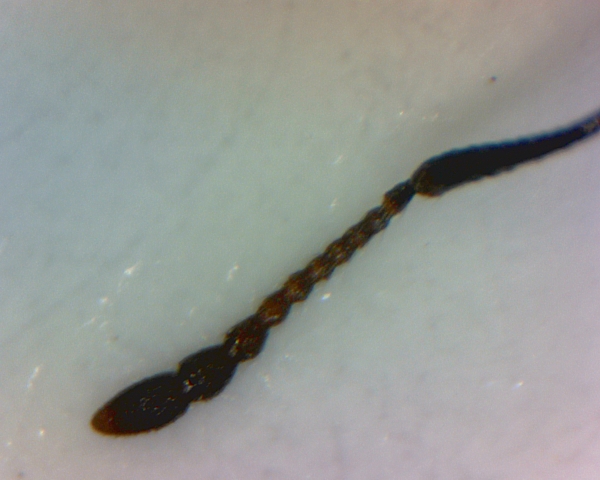 crematogaster_sp4