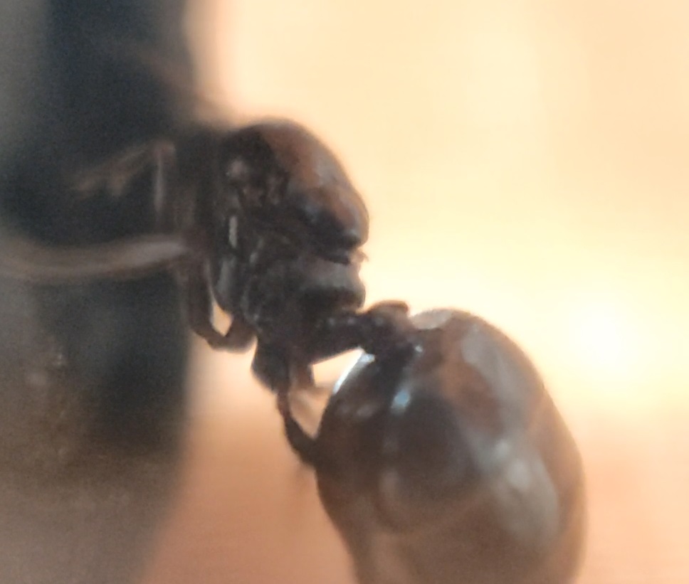 crematogaster sp.3