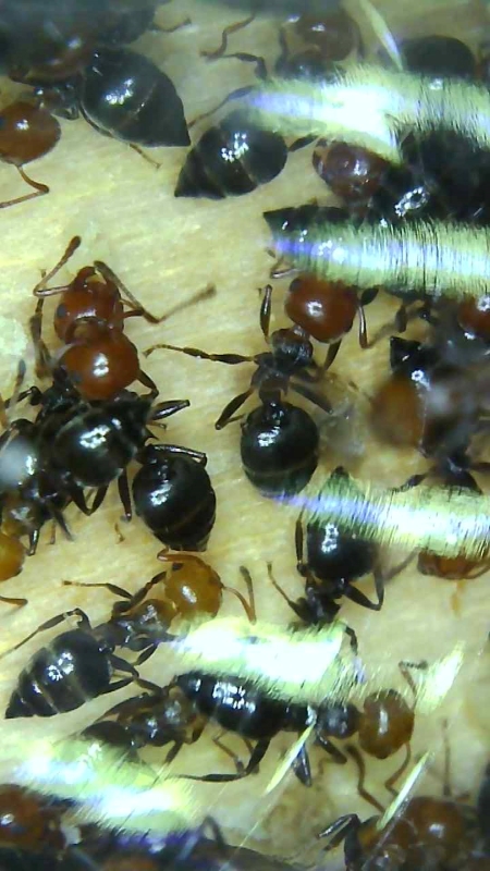 cremias