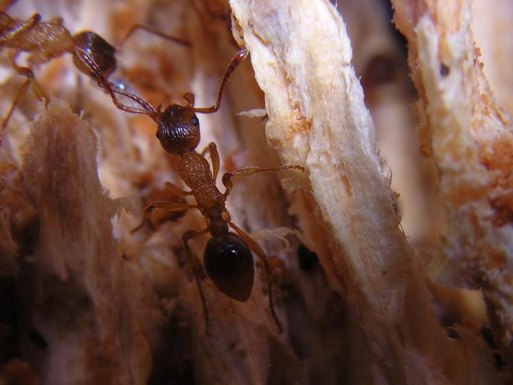 Myrmica ruginodis.