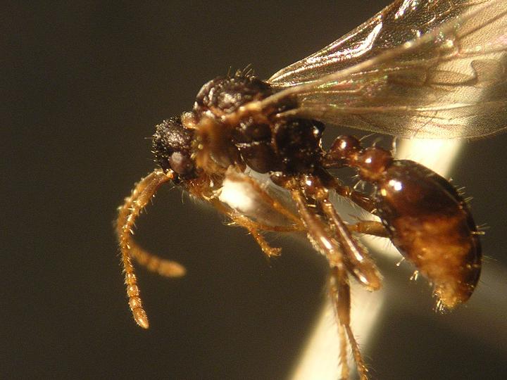 Macho de myrmica sabuleti (o spinosior)