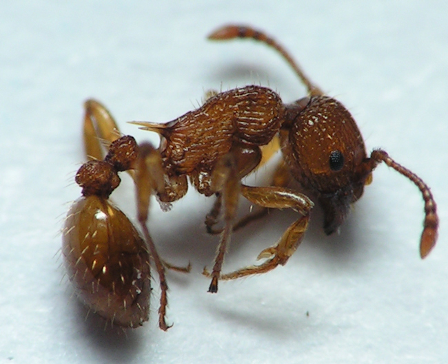 Worker