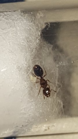 pheidole