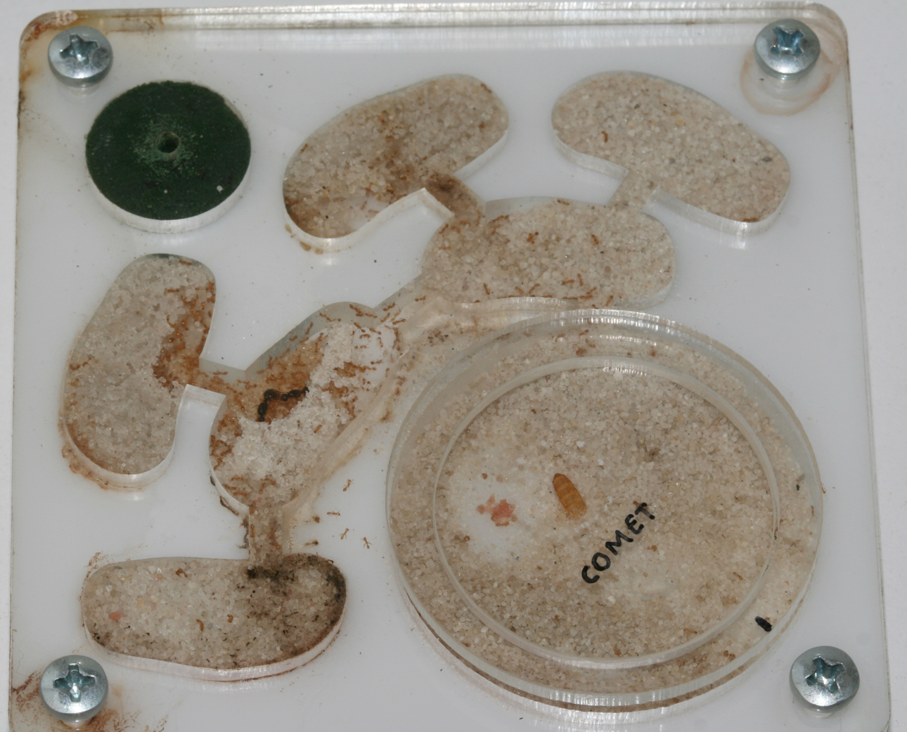 Solenopsis fugax