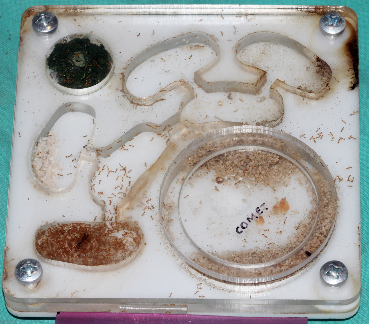 Solenopsis Fugax