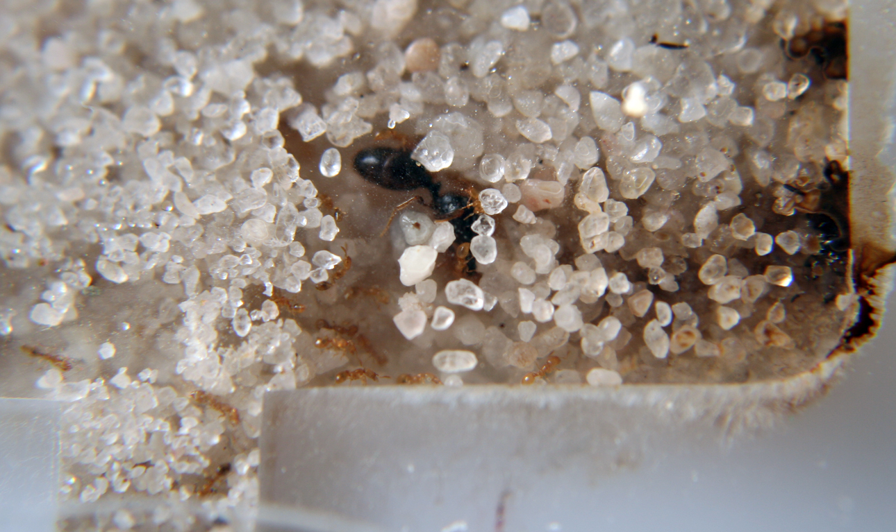 Solenopsis SUN