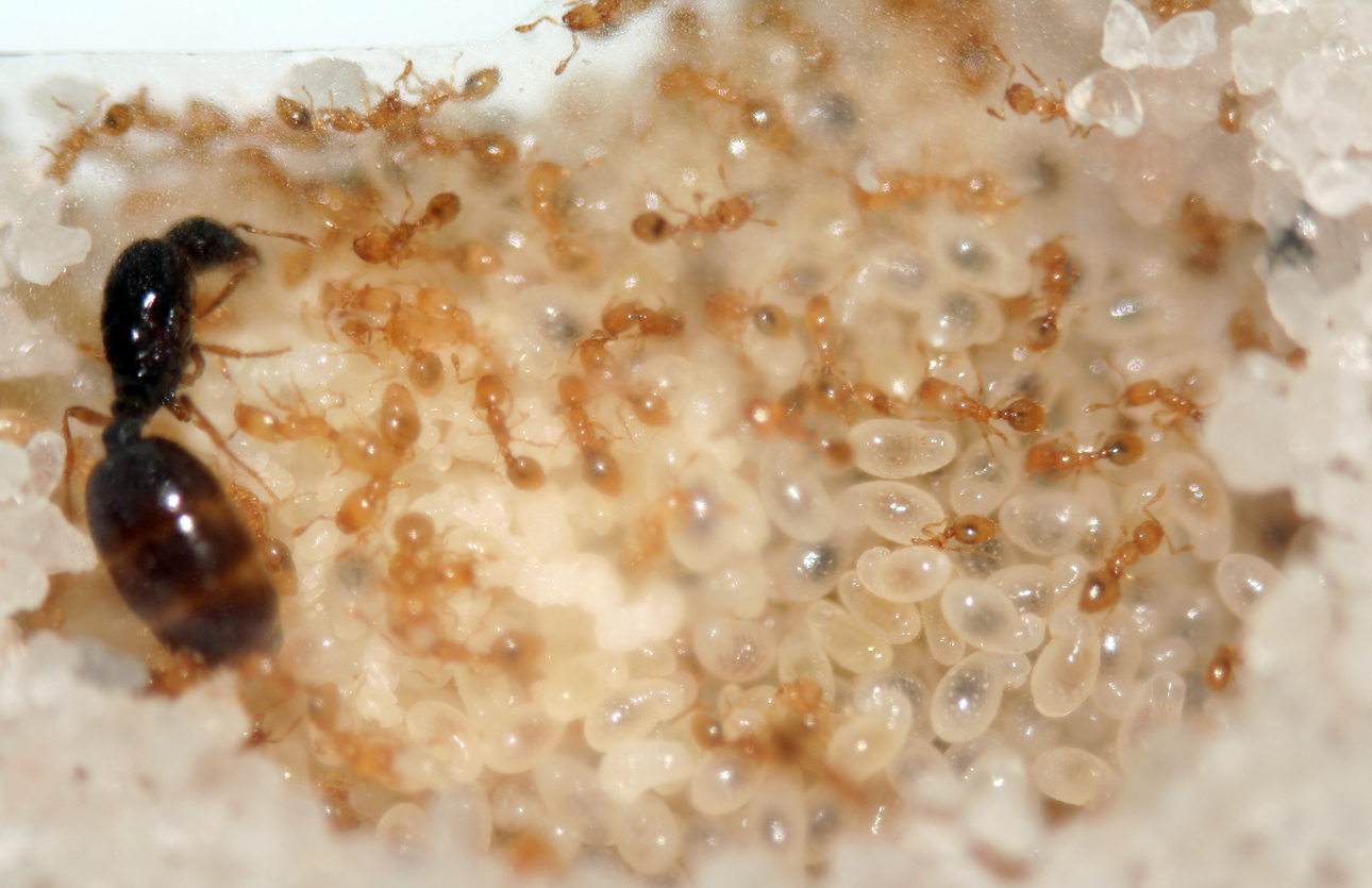 Solenopsis fugax