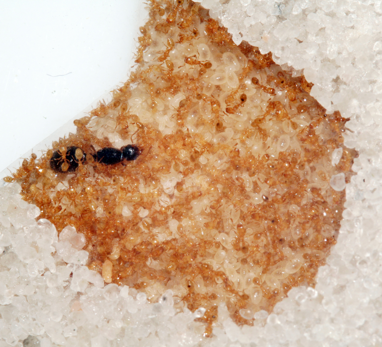 Solenopsis fugax