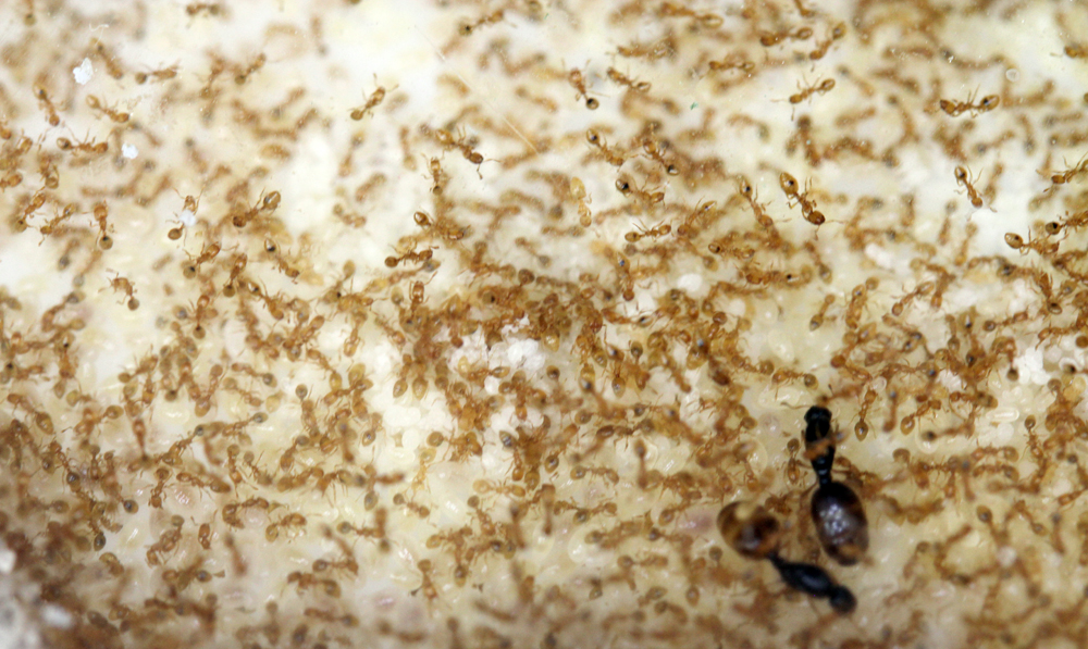 Solenopsis Fugax - Moon