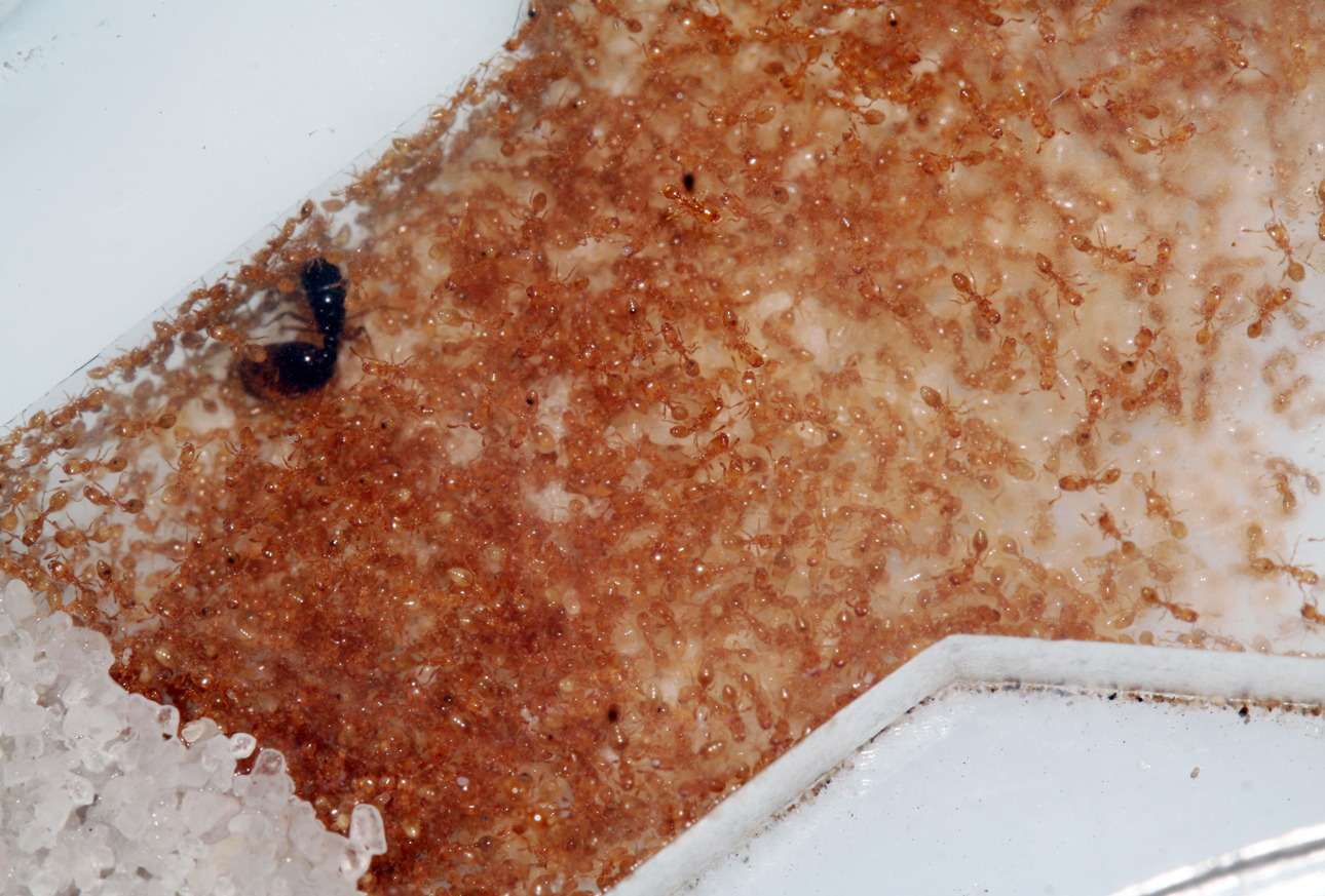 Solenopsis