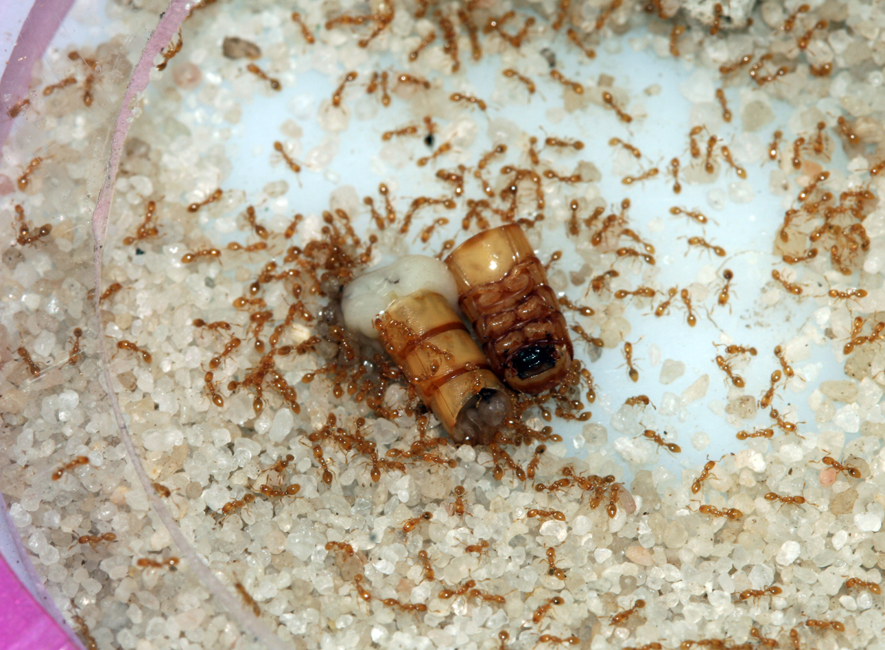 Solenopsis