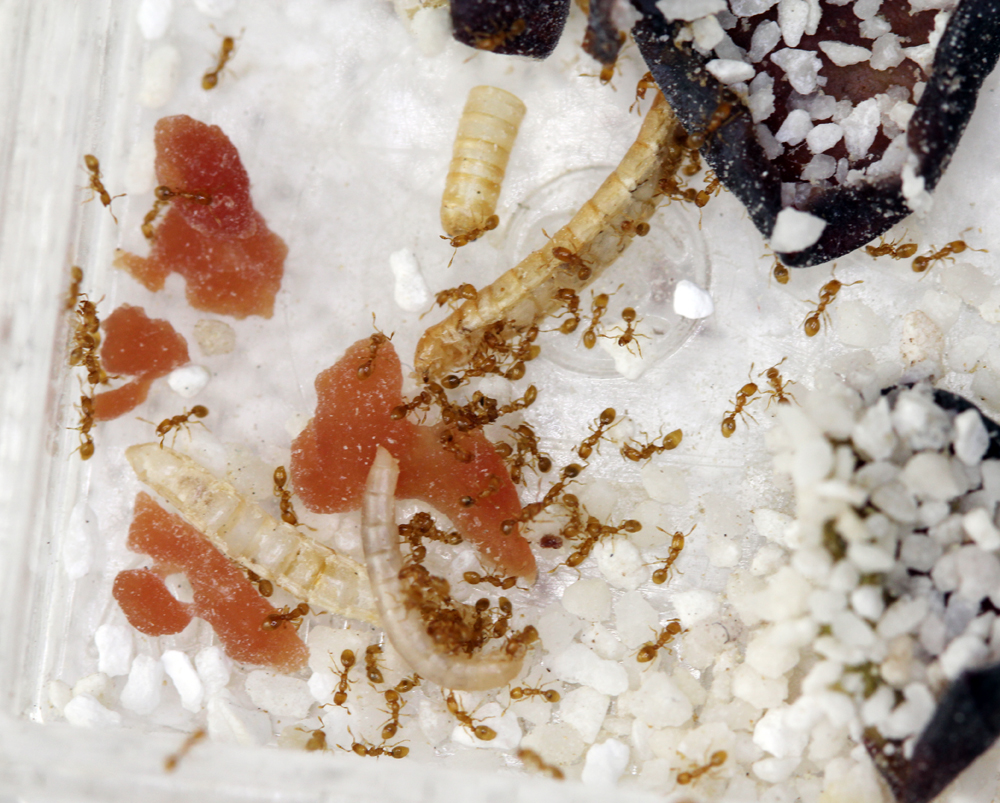 Solenopsis Fugax - Moon