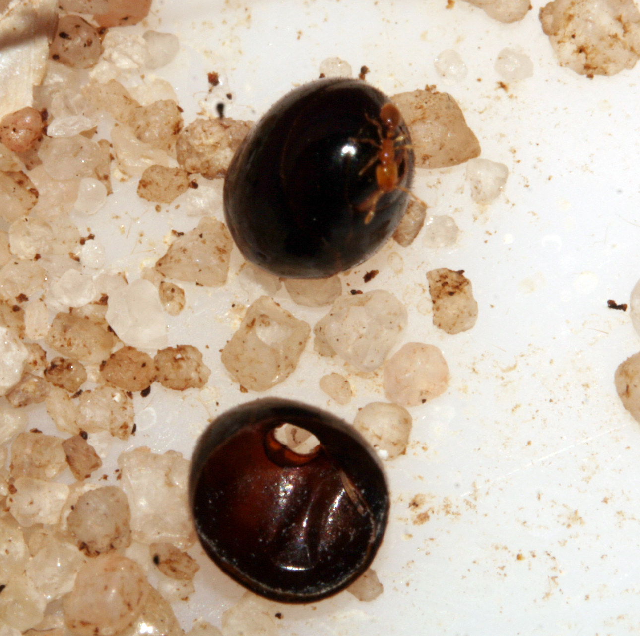 Solenopsis con gaster de Messor