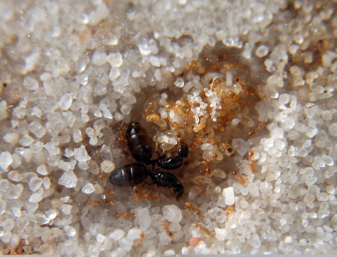 Solenopsis MOON