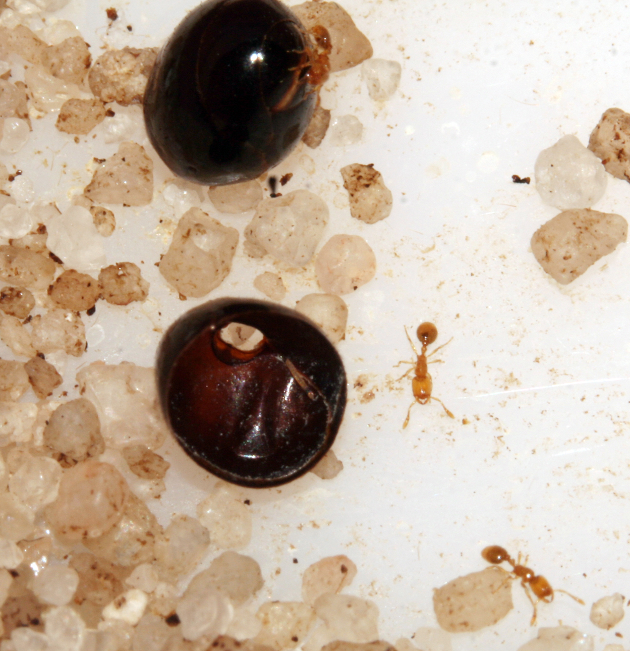 Solenopsis con gaster de Messor