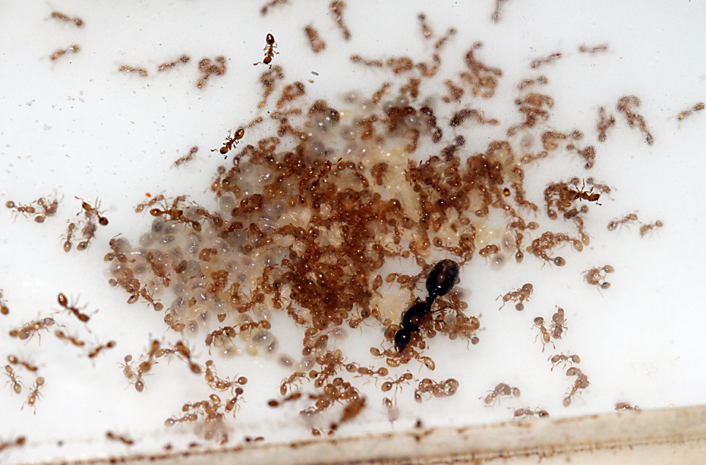 Solenopsis SUN