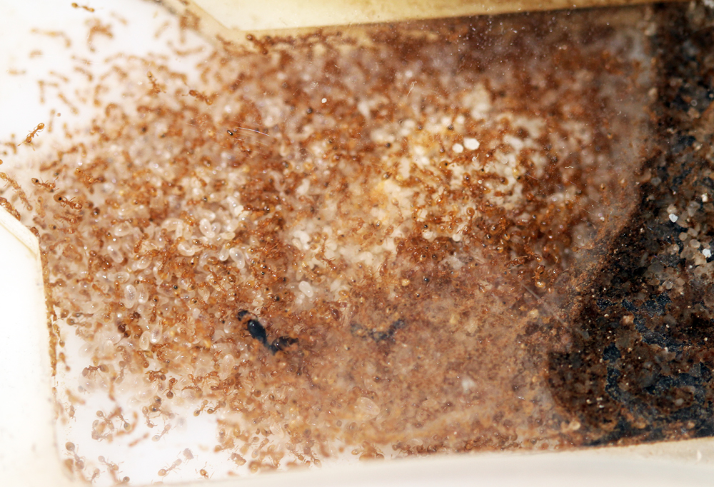 Solenopsis en Oto�o