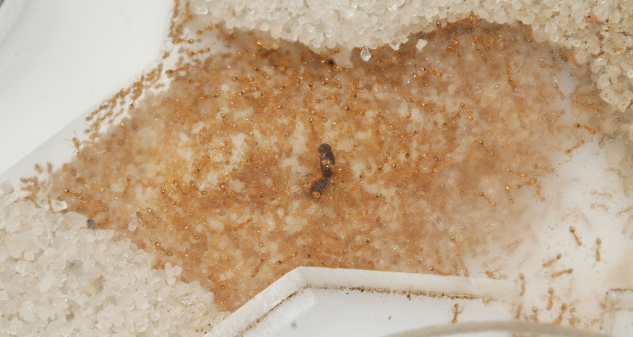 Solenopsis fugax