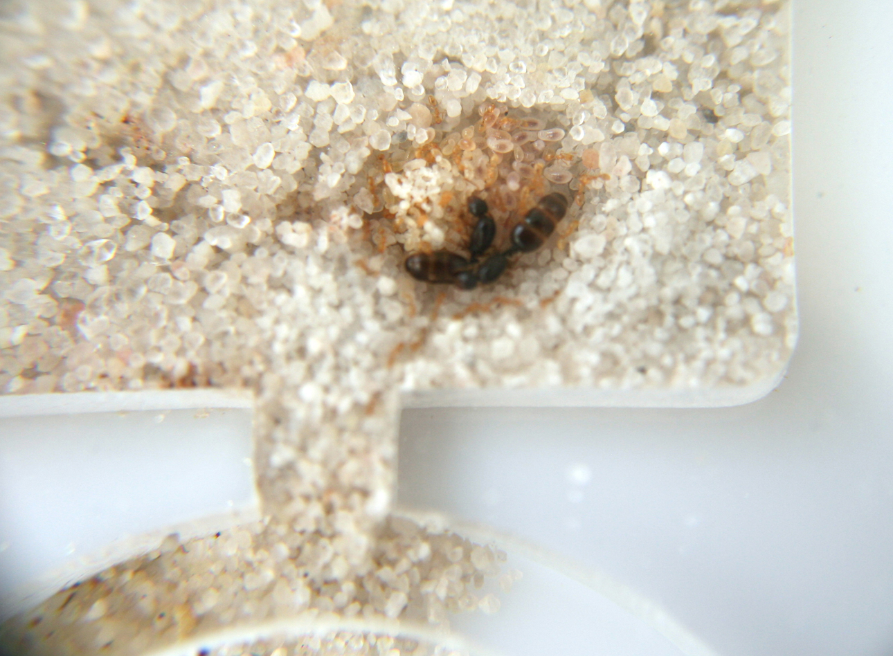 Solenopsis MOON