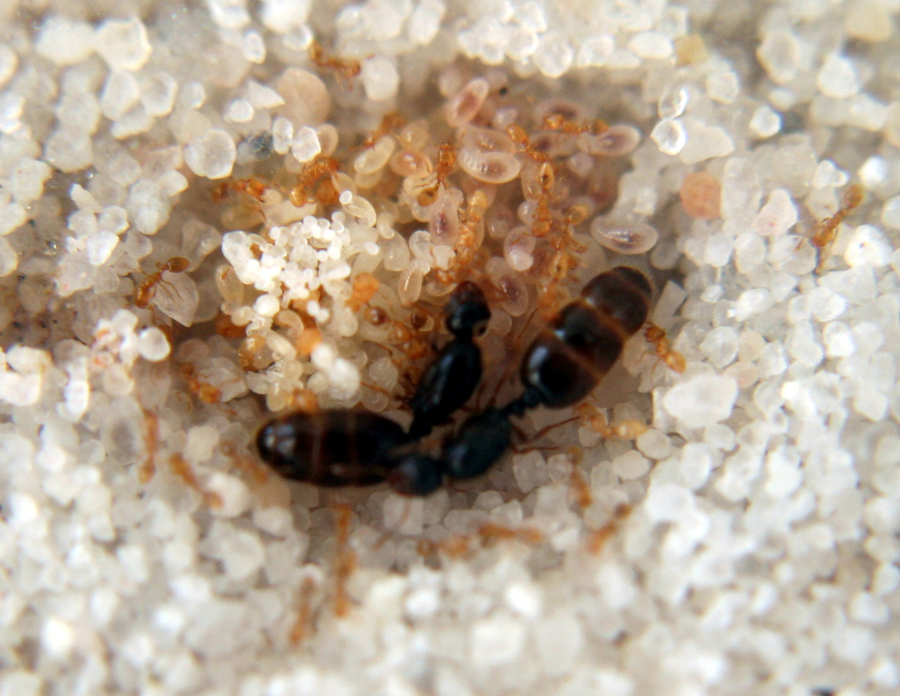 Solenopsis MOON