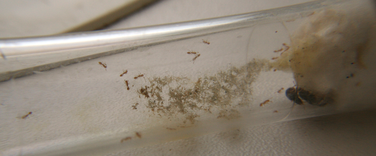 Solenopsis y nurses