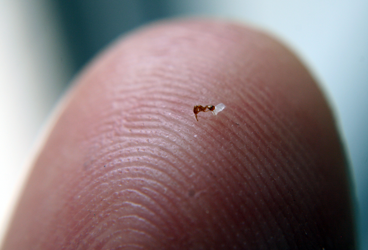 Obrera solenopsis en dedo me�ique