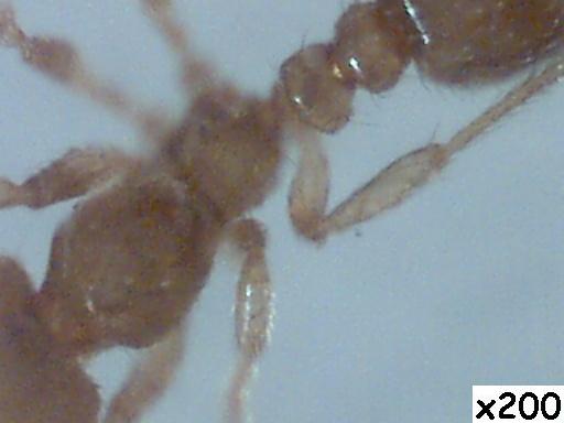 Solenopsis fugax obrera