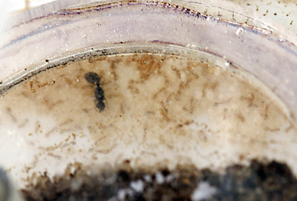 Solenopsis Fugax - Sun