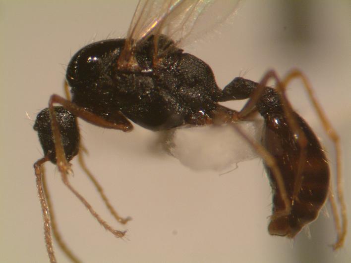 macho strongylognatus
