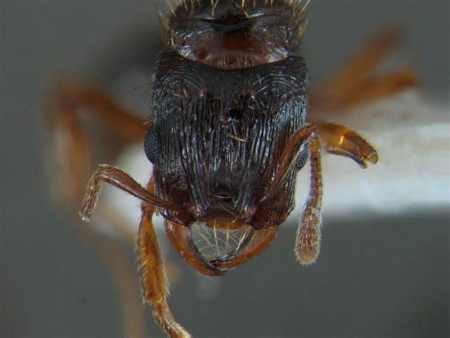 Strongylognathus testaceus. Vista de la cabeza de la reina. 24 IV 06. Planes de Son, Pallars (autor Kiko)