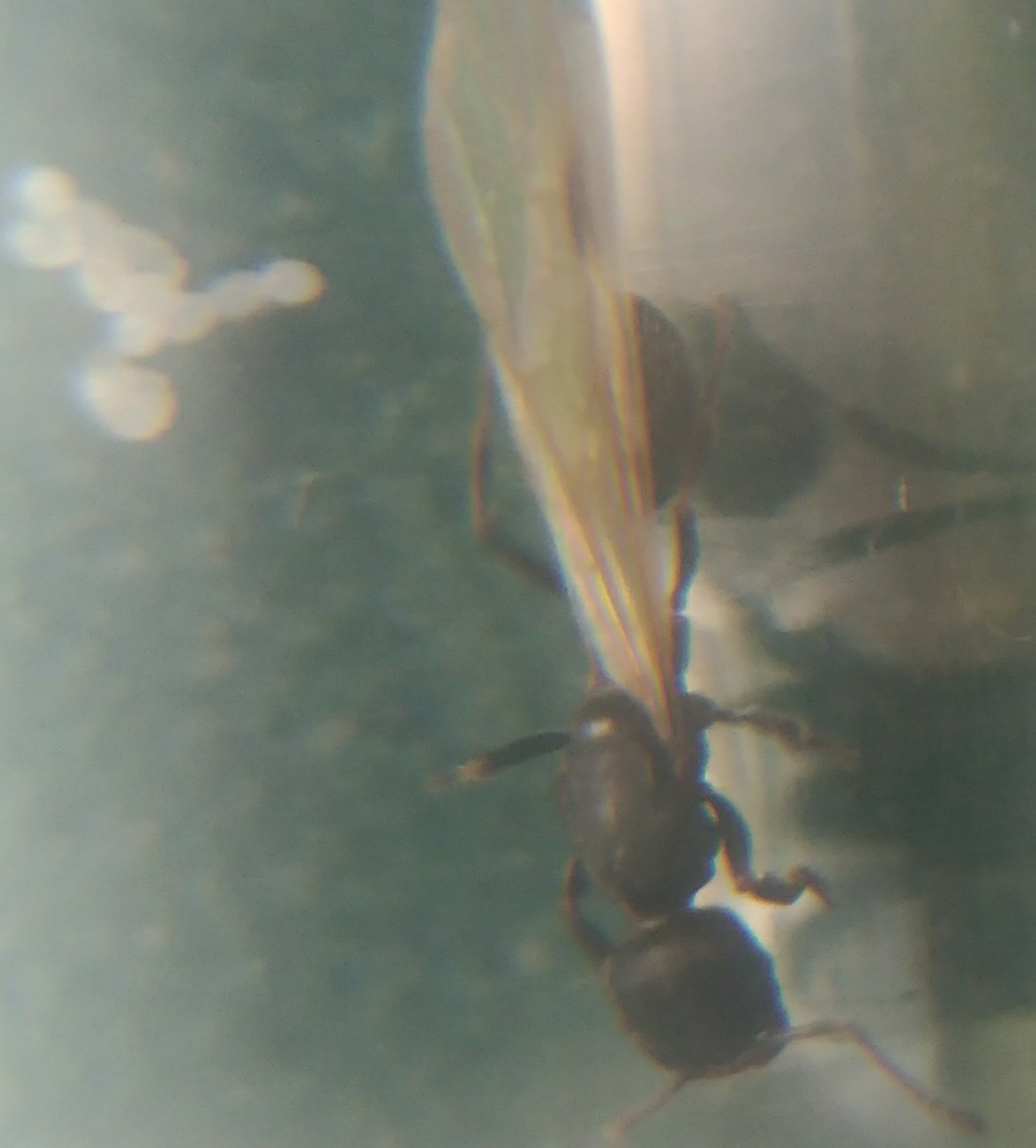 Goniomma 2