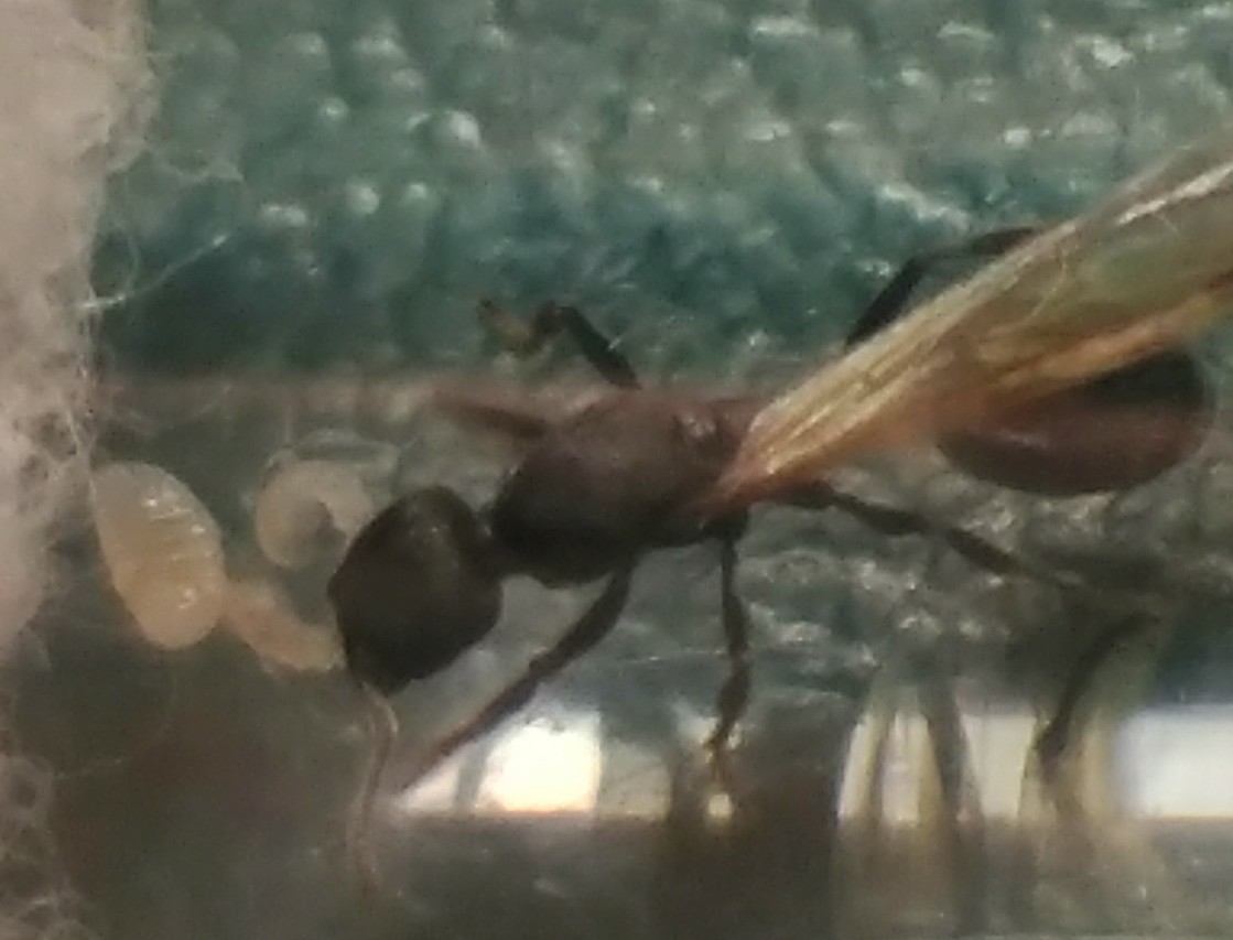 Goniomma 2