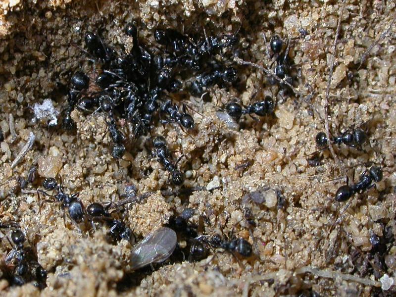 descodevadillo