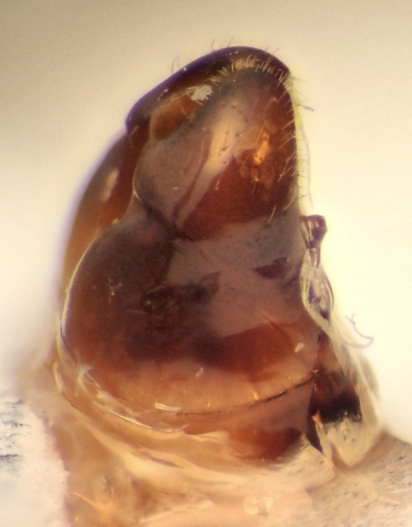genitalia