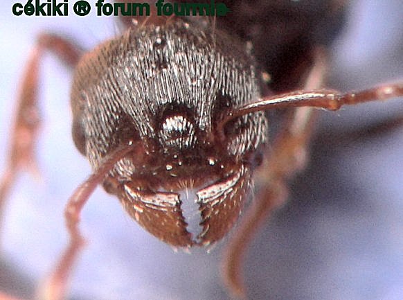 cabeza Tetramonium impurum (reina)