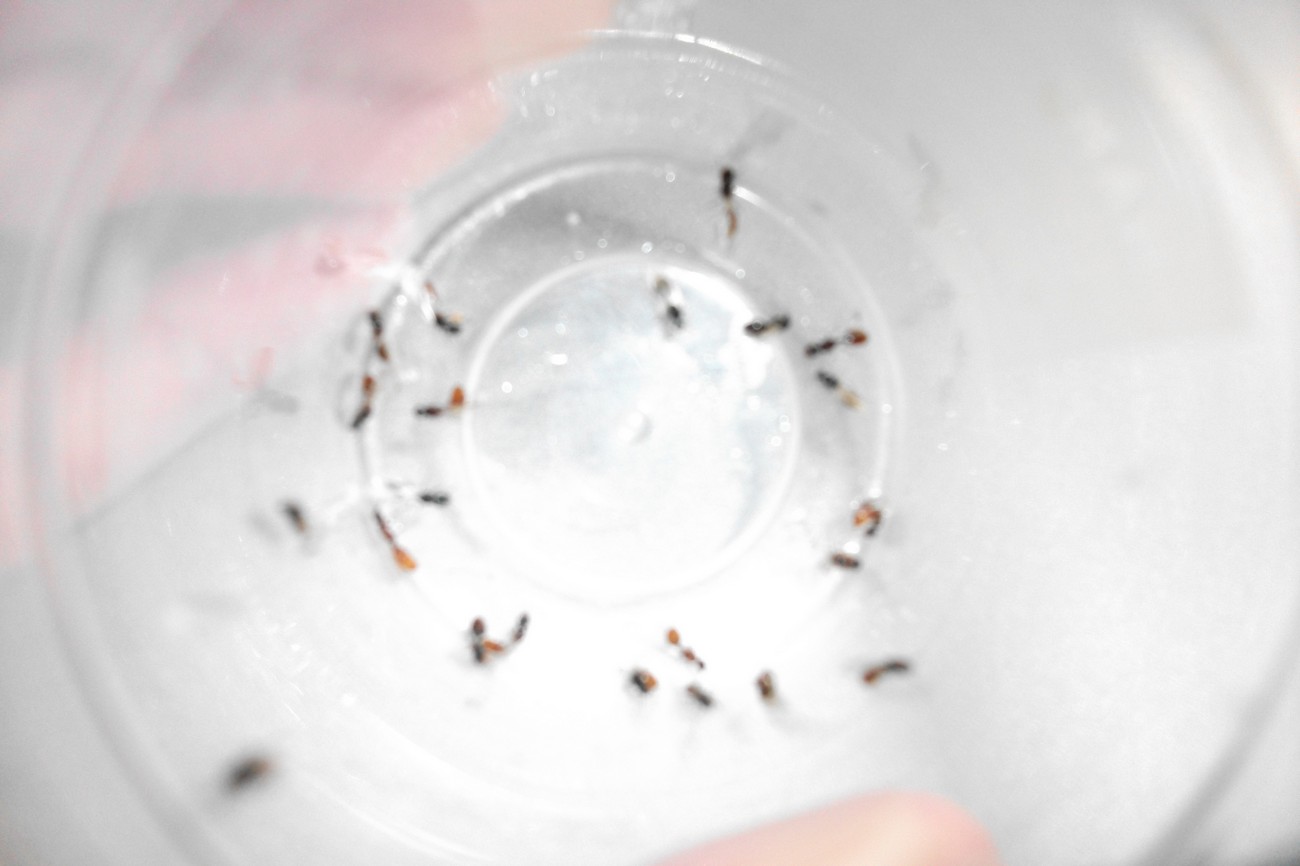 Vuelo tetramorium semialeve