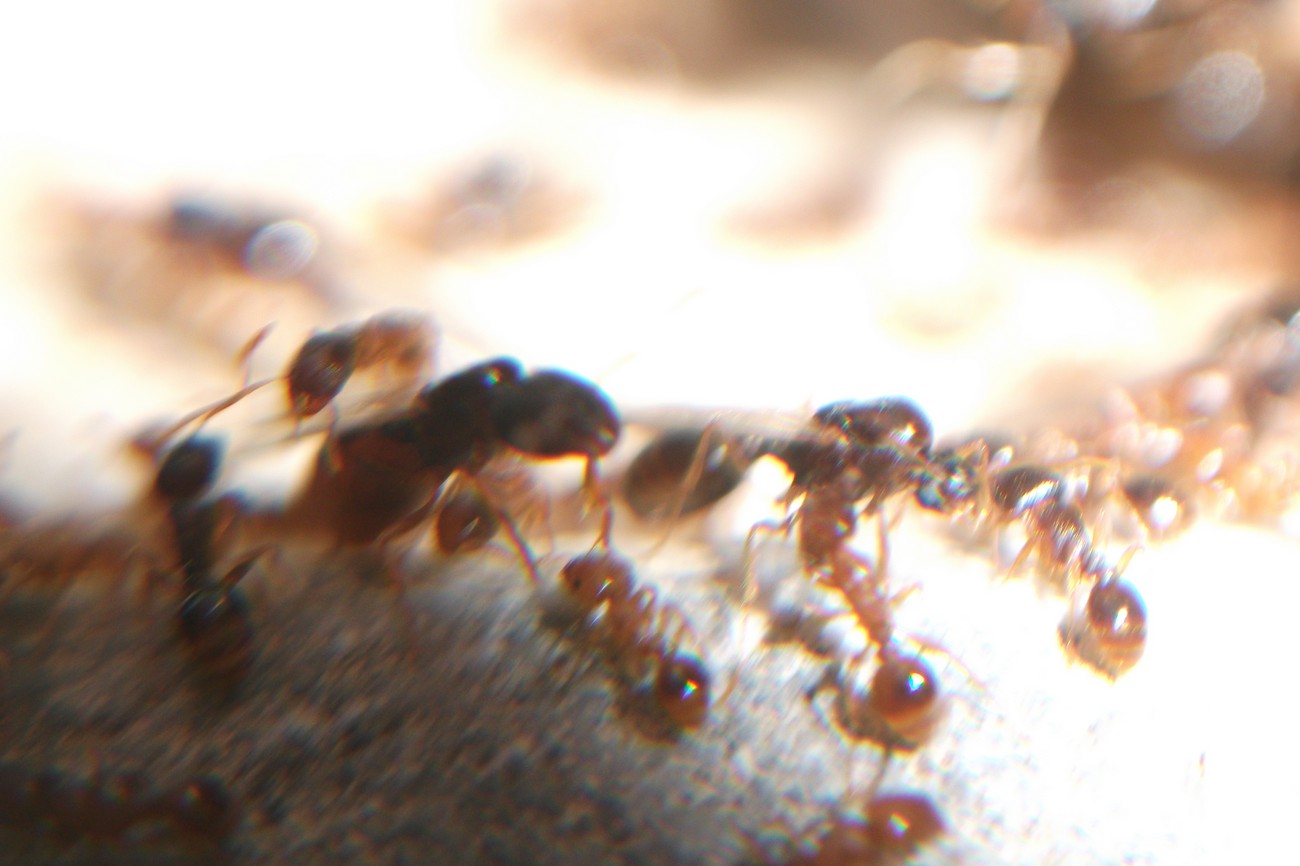 Vuelo tetramorium semialeve