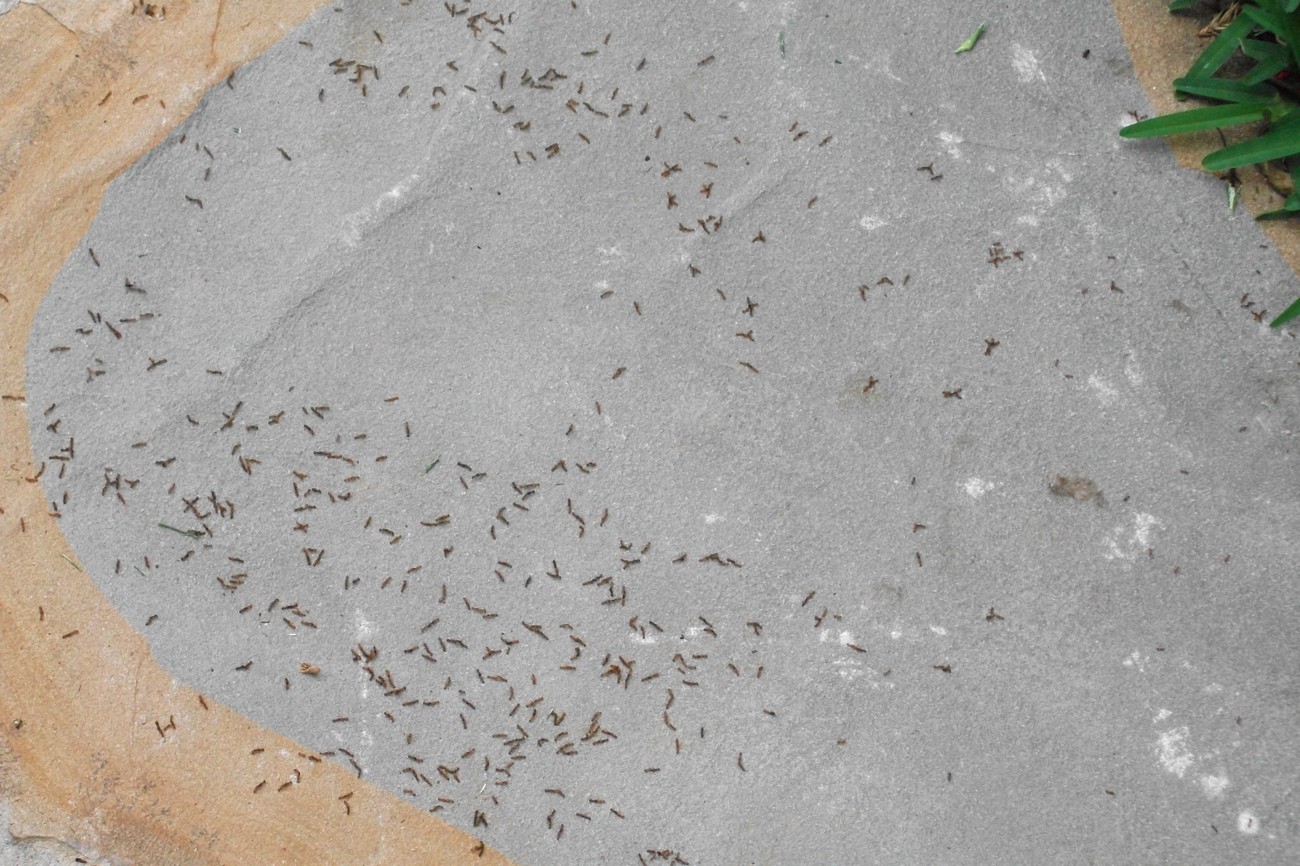 Vuelo tetramorium semialeve