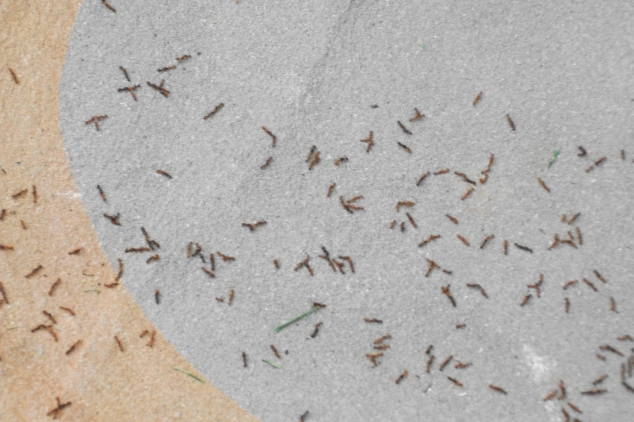 Vuelo tetramorium semialeve
