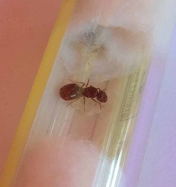 Tetramorium semilaeve 2
