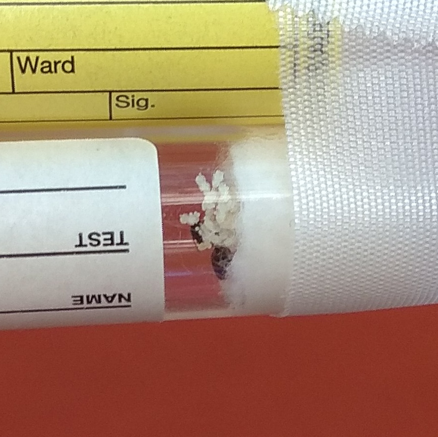 Tetramorium semilaeve