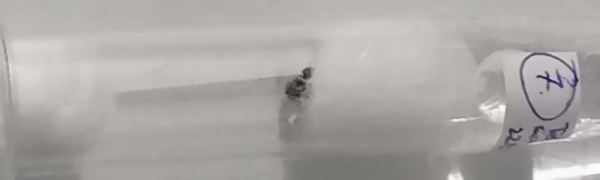 Reina Tetramorium
