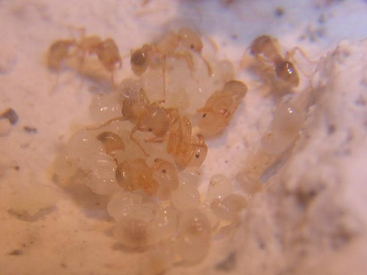 Tetramorium semilaeve