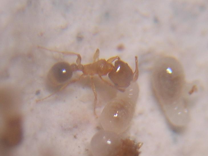 Tetramorium semilaeve